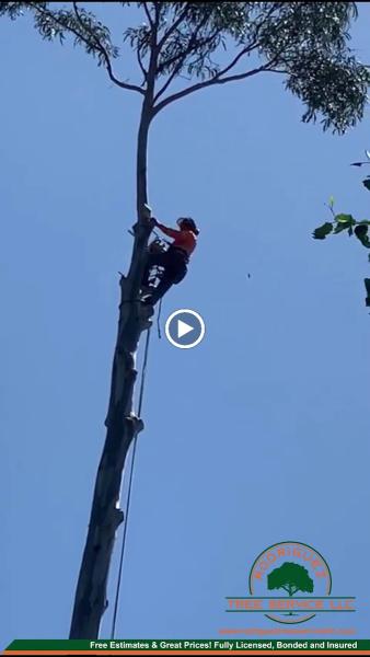 Rodriguez Tree Service LLC