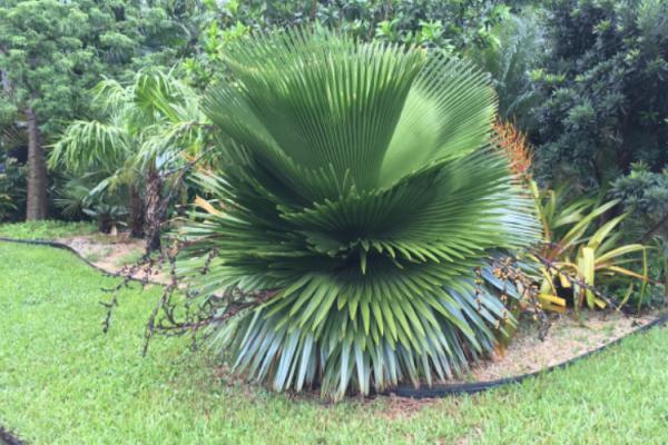 Palm Tree Doctor