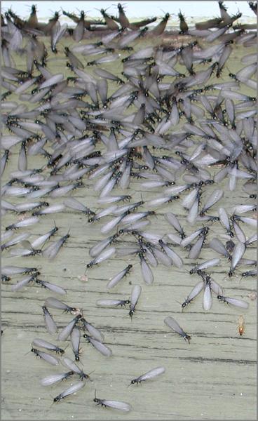 A1 Termite and Pest Control