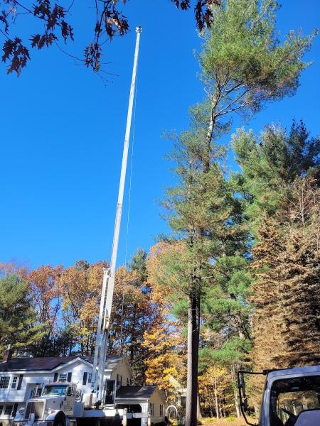 MC Tree Service AND Landscaping
