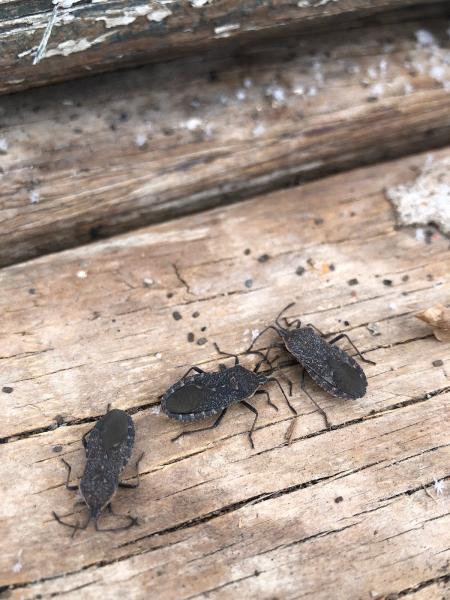 Bug Bully Pest Control
