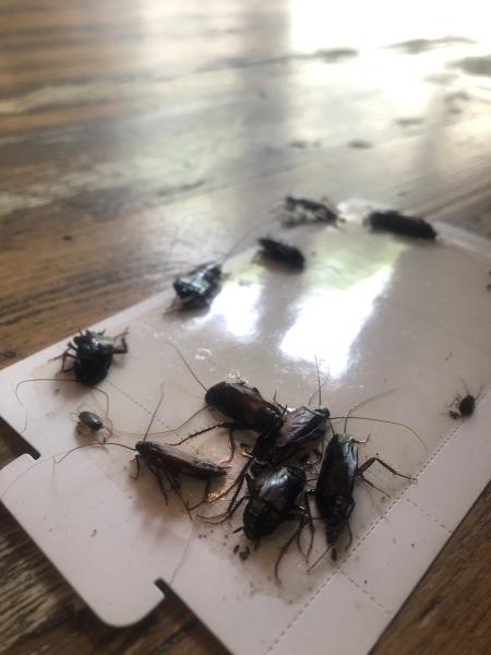 Bug Bully Pest Control