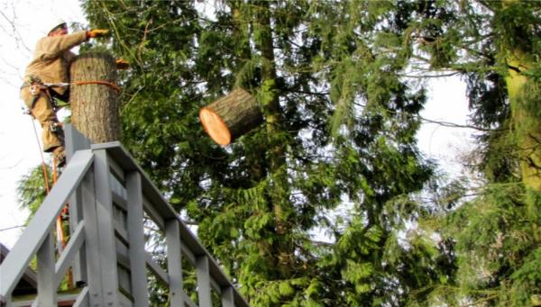 All Pro Tree Care