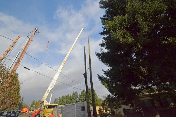 All Pro Tree Care