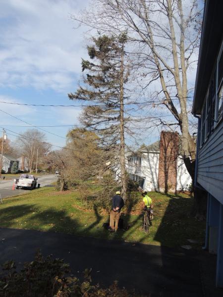 Barrett Tree Service East