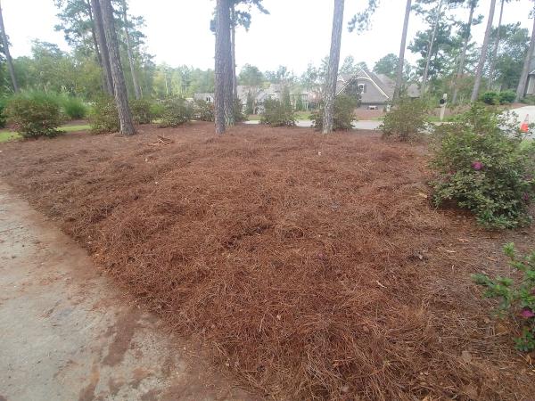 Premiere Stump Grinding