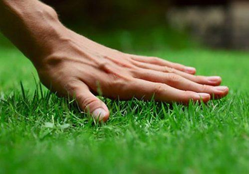 Northern Roots Lawn Care