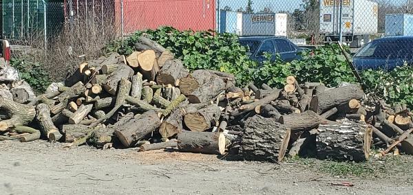Professional Tree Service