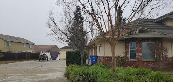 Professional Tree Service
