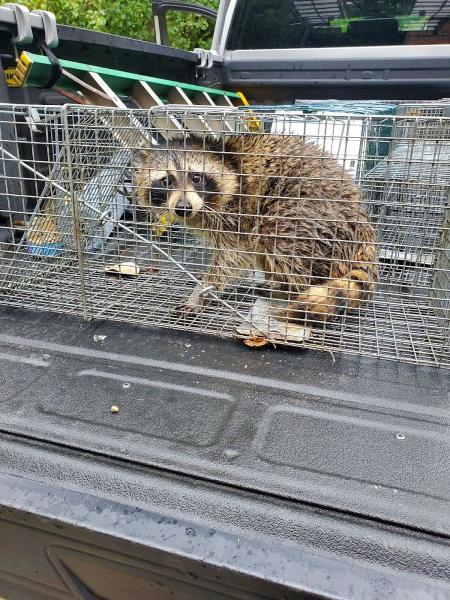 Absolute Wildlife Control