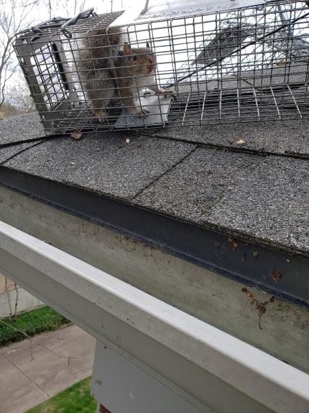 Absolute Wildlife Control