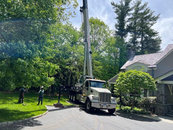 Cruz Tree Services