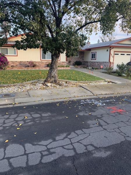 California Roots Tree & Landscape