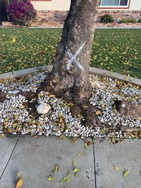 California Roots Tree & Landscape
