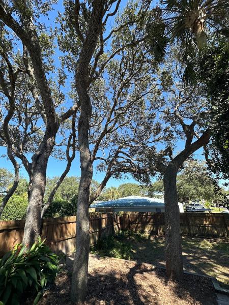 CN Tree Service LLC