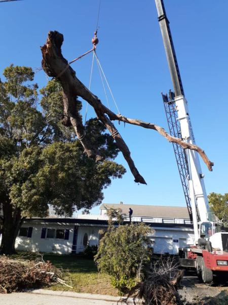 Brandon Tree Service