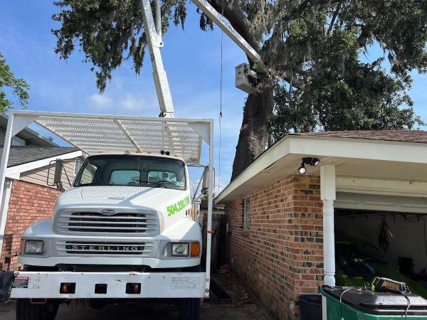 Tree Surgeons