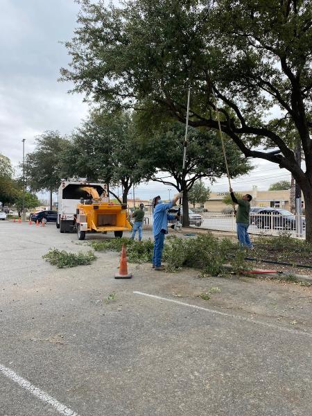 New Braunfels Tree Service Pros
