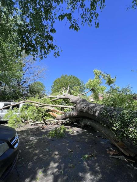 Escamilla Tree Service