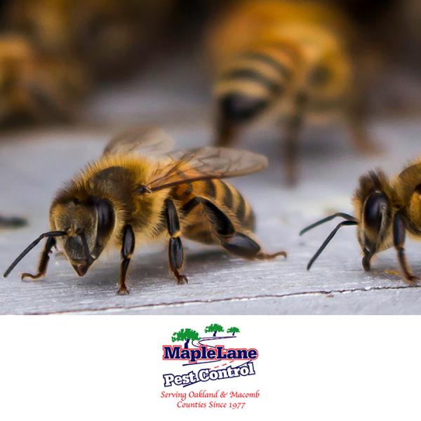 Maple Lane Pest Control