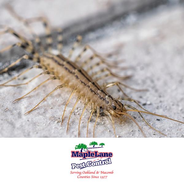 Maple Lane Pest Control