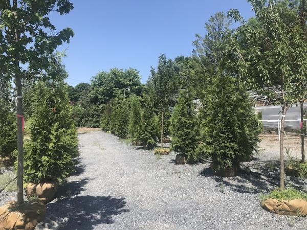 Root's Nurseries