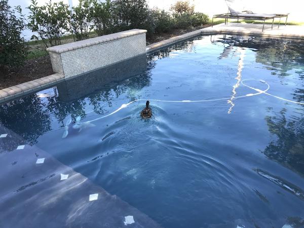 Octopools