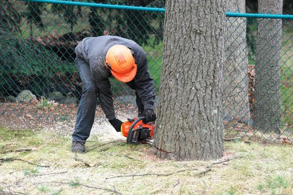 Jimmy's Bronx Tree Company