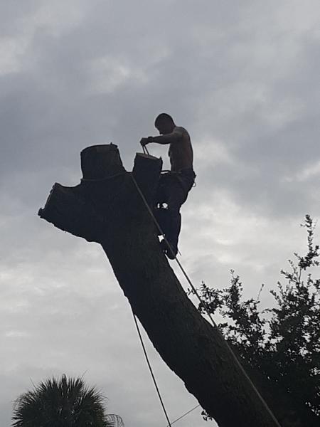 Higher Standards Tree Care