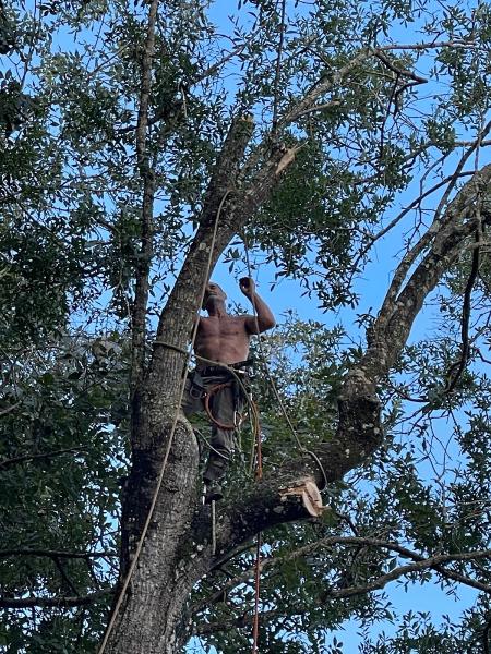 Higher Standards Tree Care