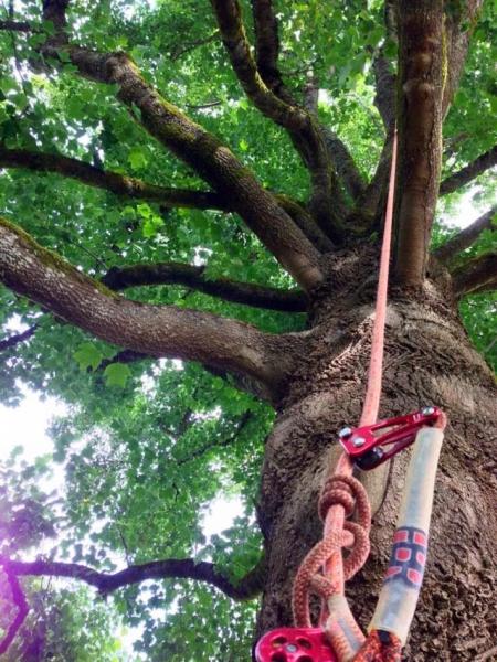 Lukens Tree Preservation LLC