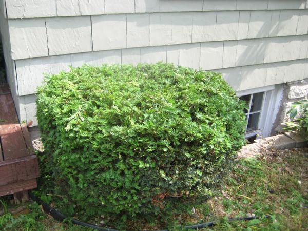 Clean Cut Lawns