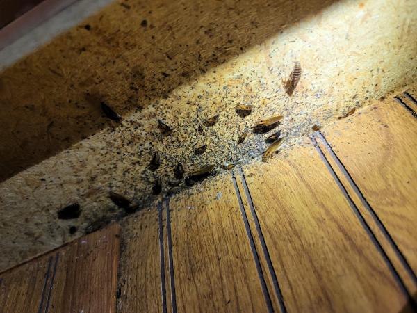 D N S Knockout Pest Control LLC