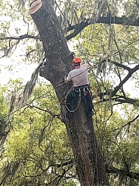 Foxfamily Tree Service