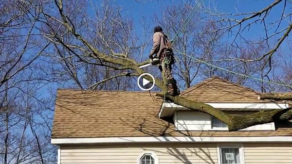 Timberland Tree Care