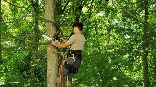 Timberland Tree Care