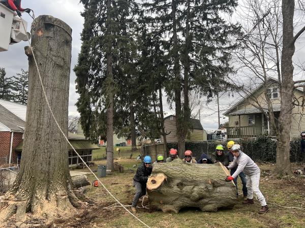 Rubio's Tree Services & Landscaping
