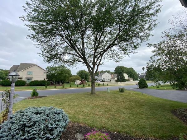 Rubio's Tree Services & Landscaping