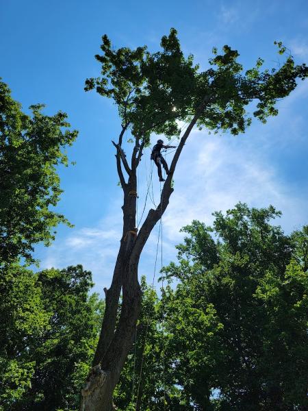 Alpine Tree Service