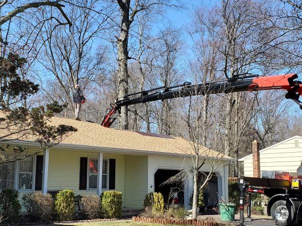 Alpine Tree Service