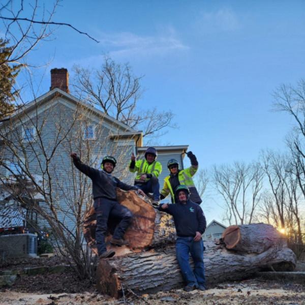 Alpine Tree Service