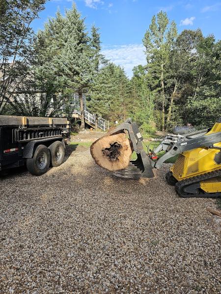 Georgia Tree Removal