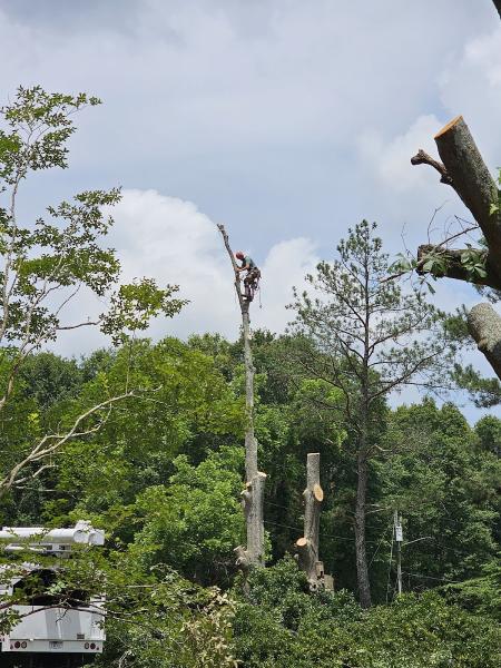 Georgia Tree Removal