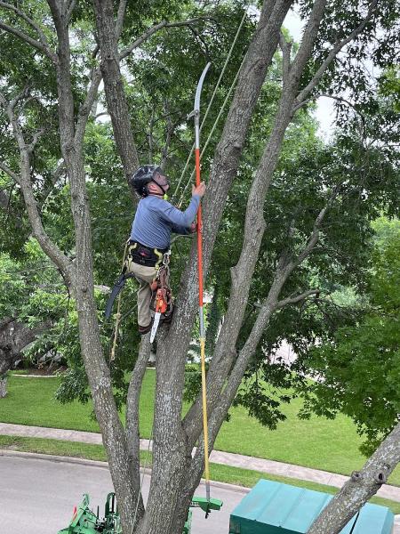 Dallas Tree Trimming & Removal Service