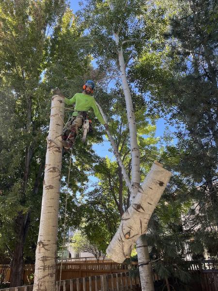Down to Earth Tree Service and Science
