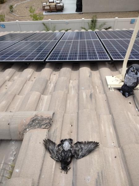 LV Solar Panel Cleaning Llc