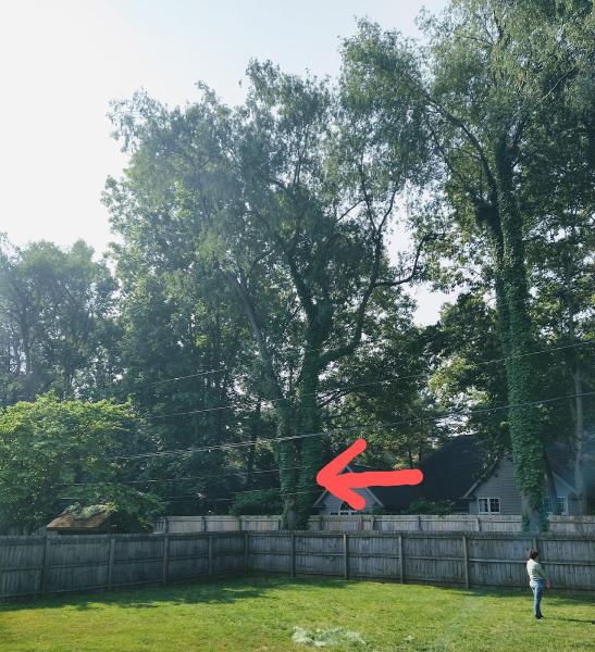 Avina's Tree Service