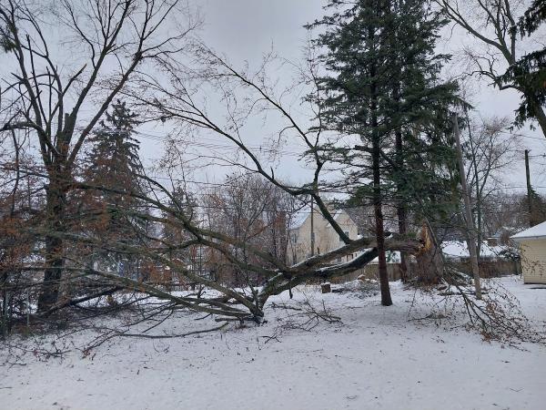 Avina's Tree Service