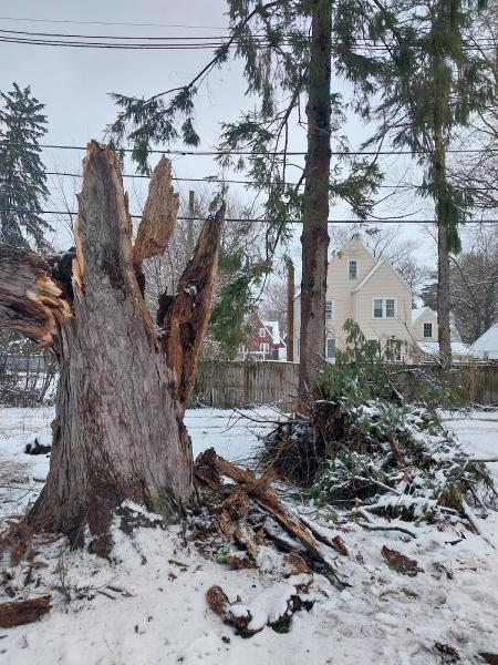 Avina's Tree Service