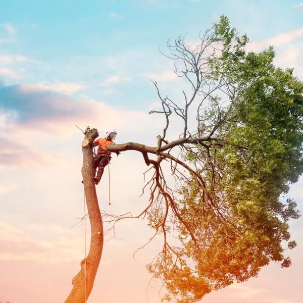 Husky Tree Services